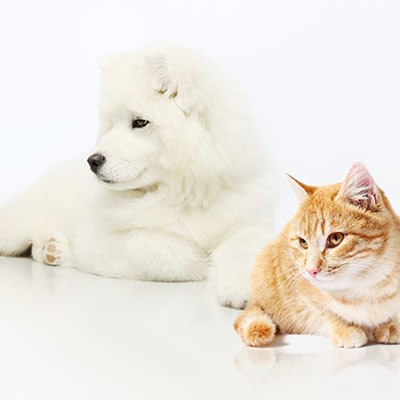 pet test kits