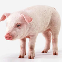 Swine test kits