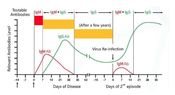 COVID-19 IgM IgG Test Kit: IgM and IgG antibodies development post COVID-19 infection