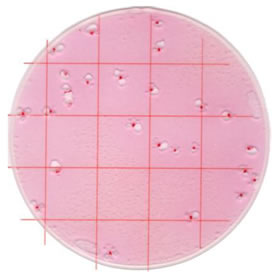 Coliform count plate