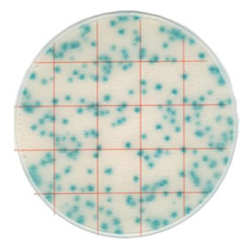 Ringbio ® KangarooSci ® Pivot Coliform Count Plate