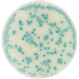 Ringbio ® KangarooSci ® Yeast Mould Count Plate 